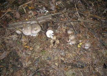 Nebelkappe, Herbstblattl (Clitocybe nebularis) - © Bernard Wieser